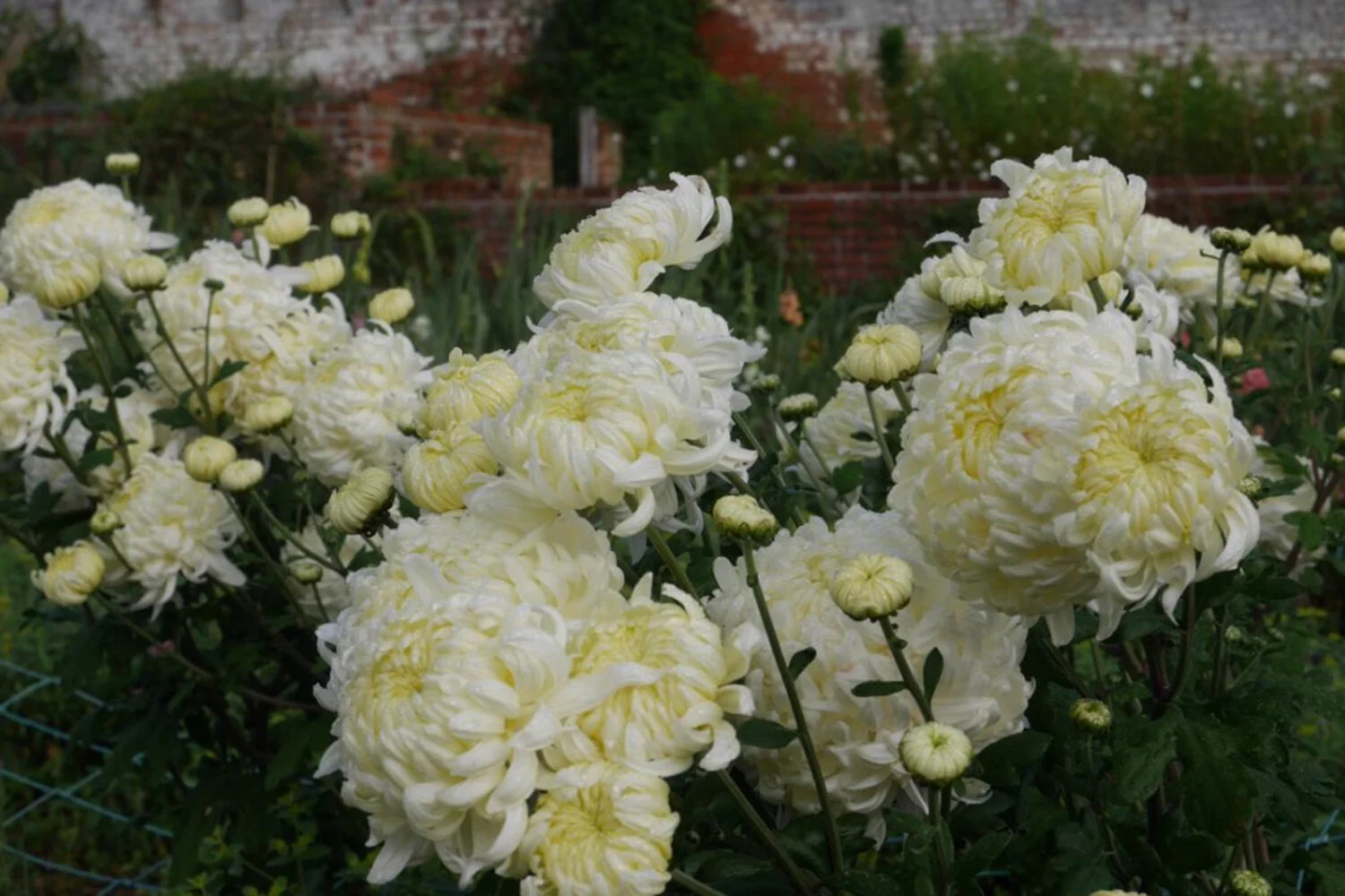 white chrysanth bed.jpeg