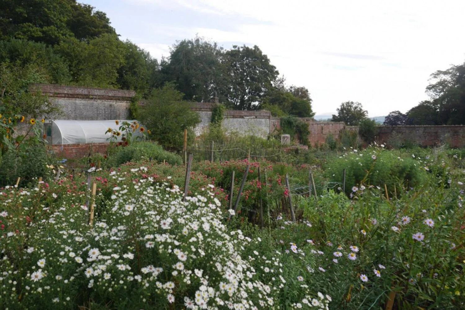 White Autumnal Flowers