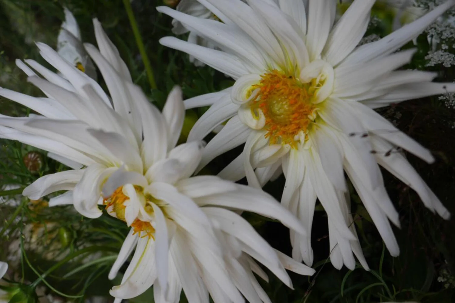 white cactus dahlia.jpeg