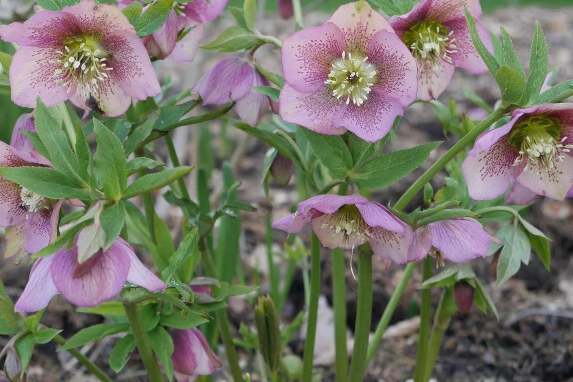hellebore 5.JPG