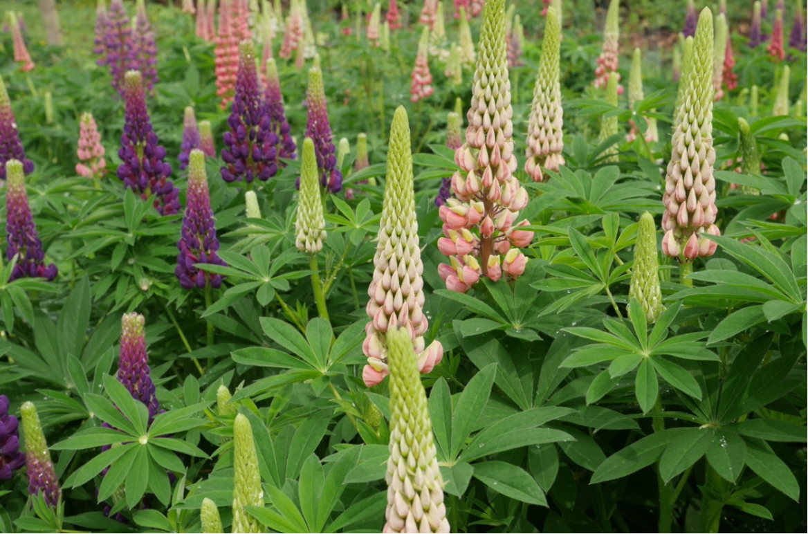 Lupins