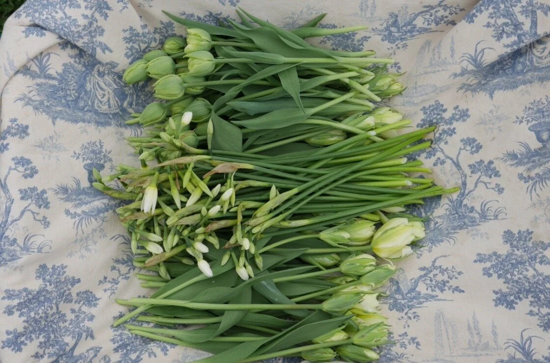 Narcissi