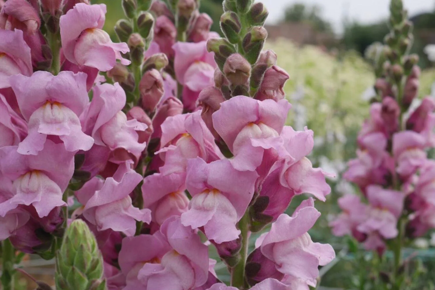 Sun Bleached Prettiness