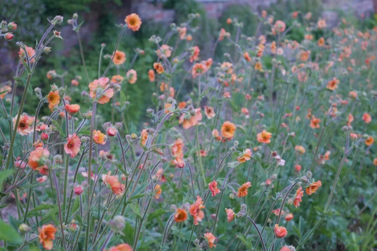 The Garden Comes Alive