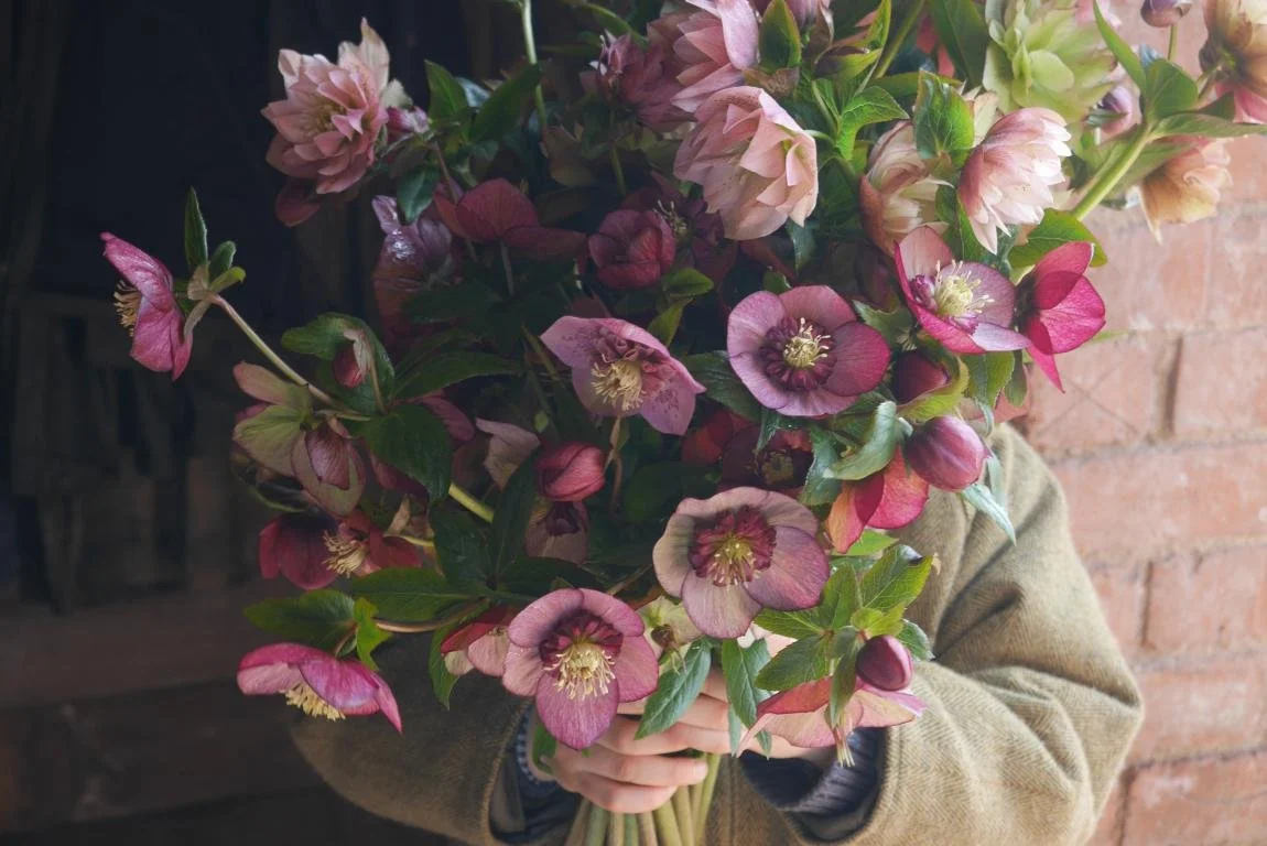 The first spring flowers