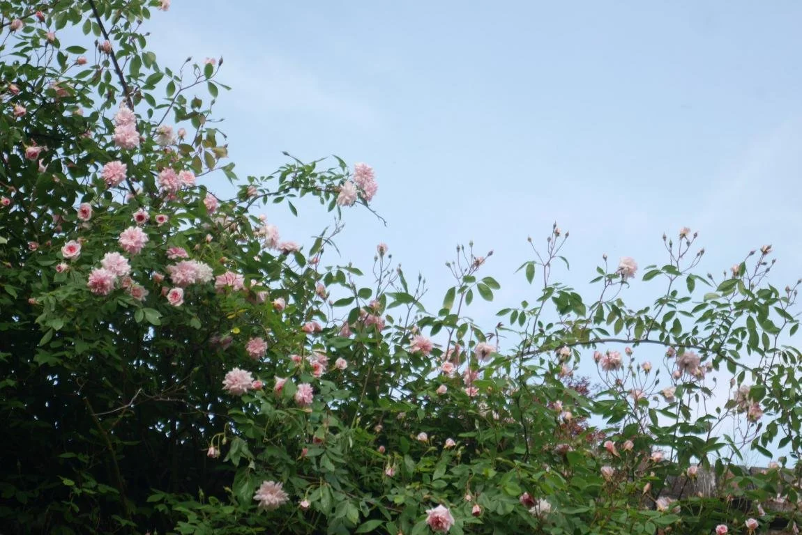 mini_P1420151.JPG