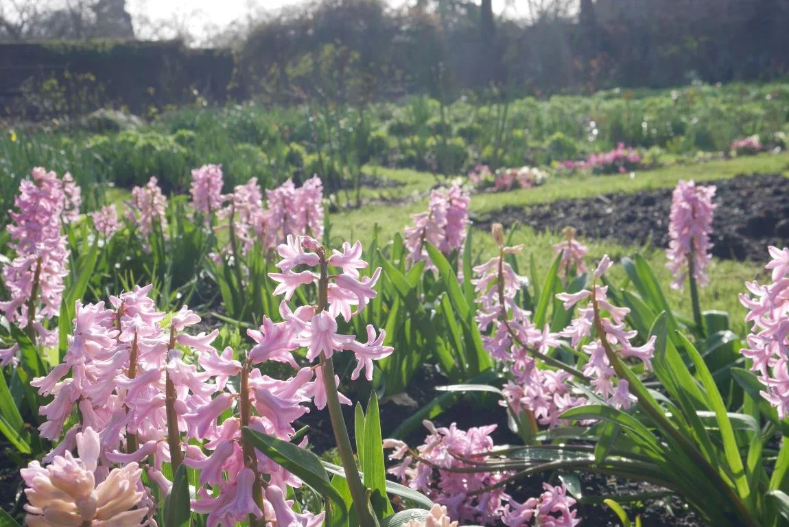 pink hyacinths.JPG