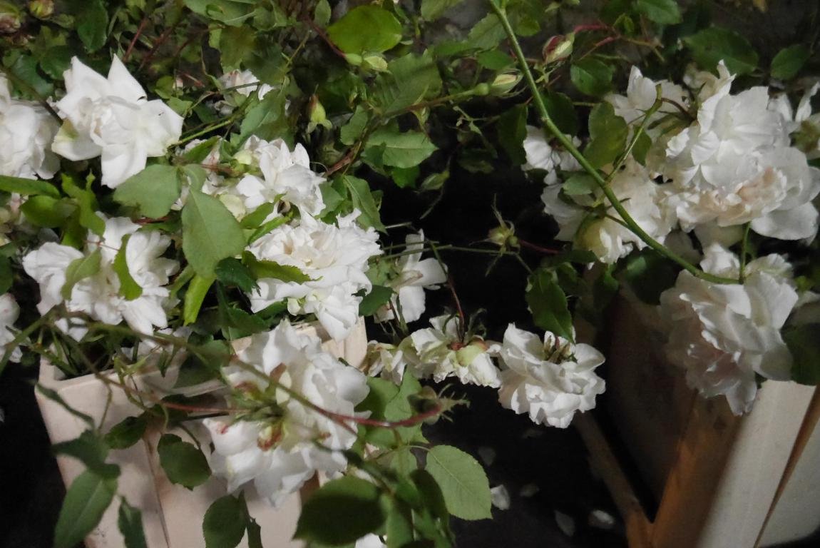 mini_P1480664.JPG