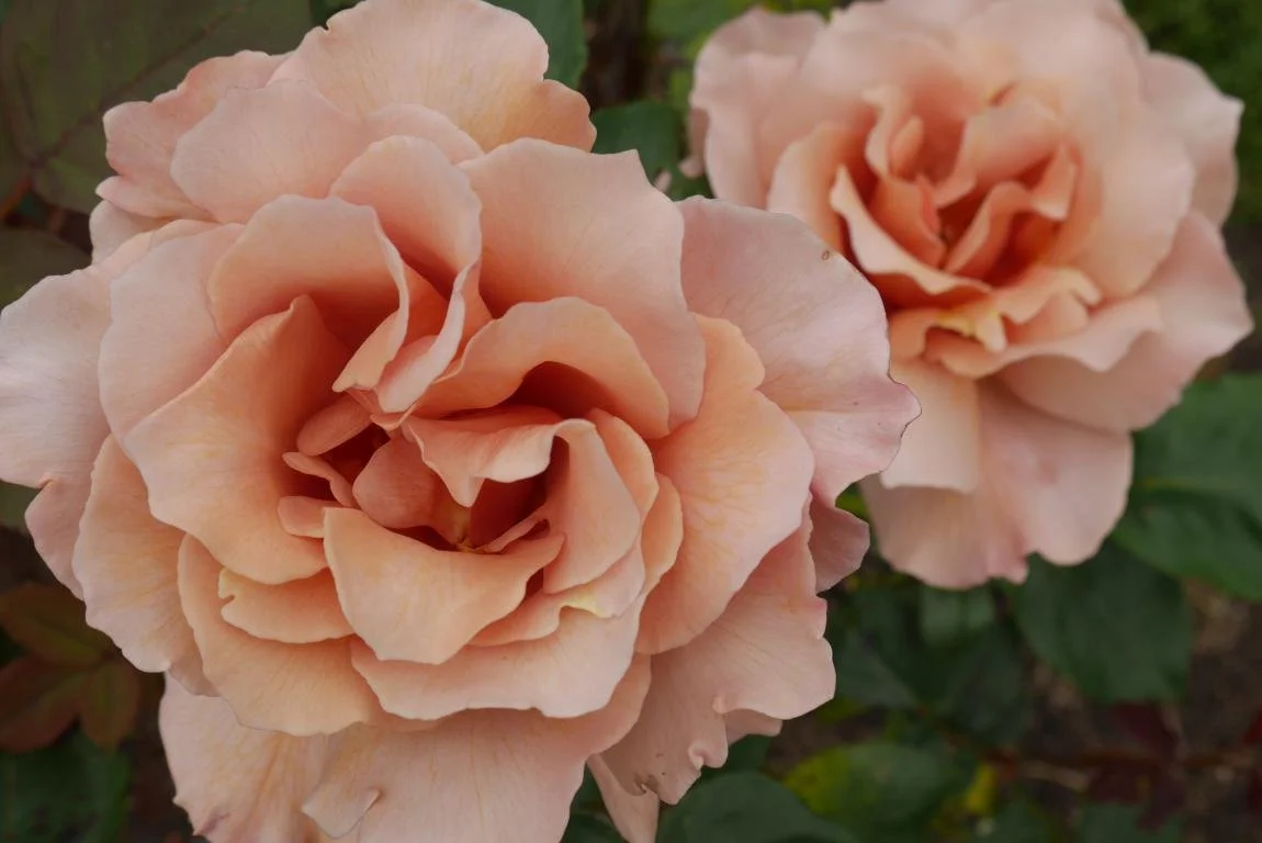 Julia's Rose.JPG