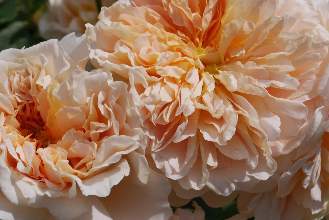 All About the Roses