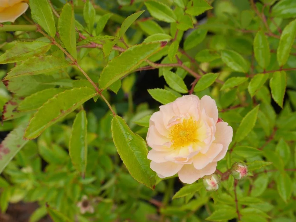 mini_P1500819.JPG