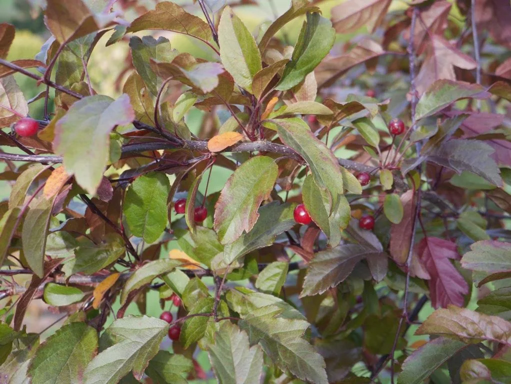 mini_P1510417.JPG
