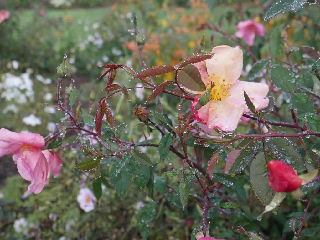 mini_P1510364.JPG