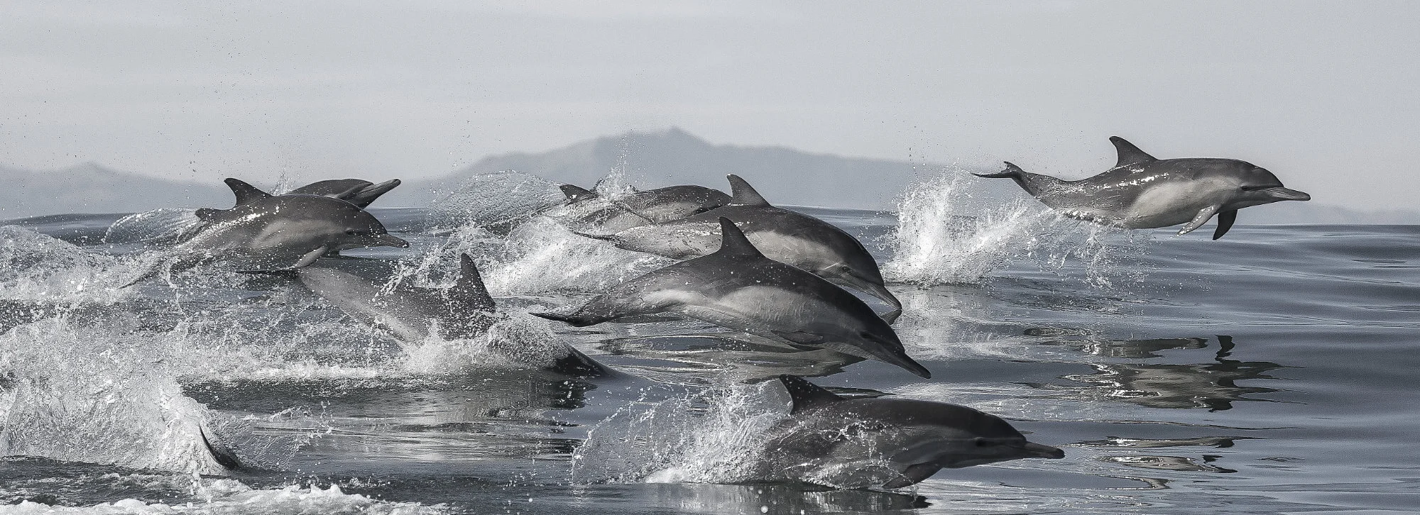 dolphins.jpg