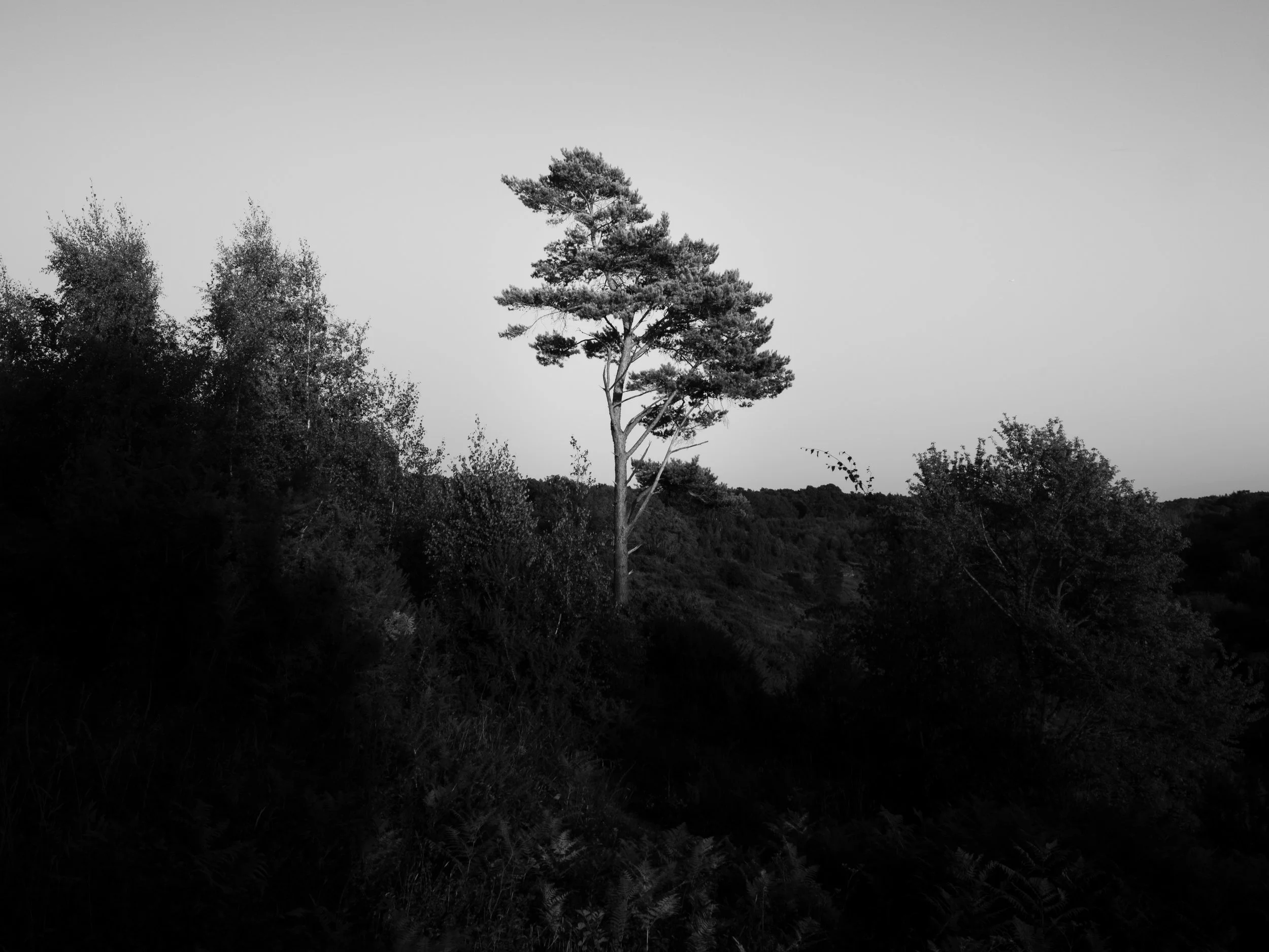 P1028822-2.jpg