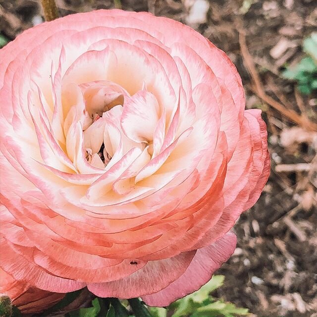 some lessons I&rsquo;ve learned from flowers:
.
✨✨
.
❊ you are unfolding just as you are meant to.
❊ everything happens exactly when it is supposed to happen.
❊ get out of your own way and let yourself bloom.
❊ you are unique and beautiful and no one
