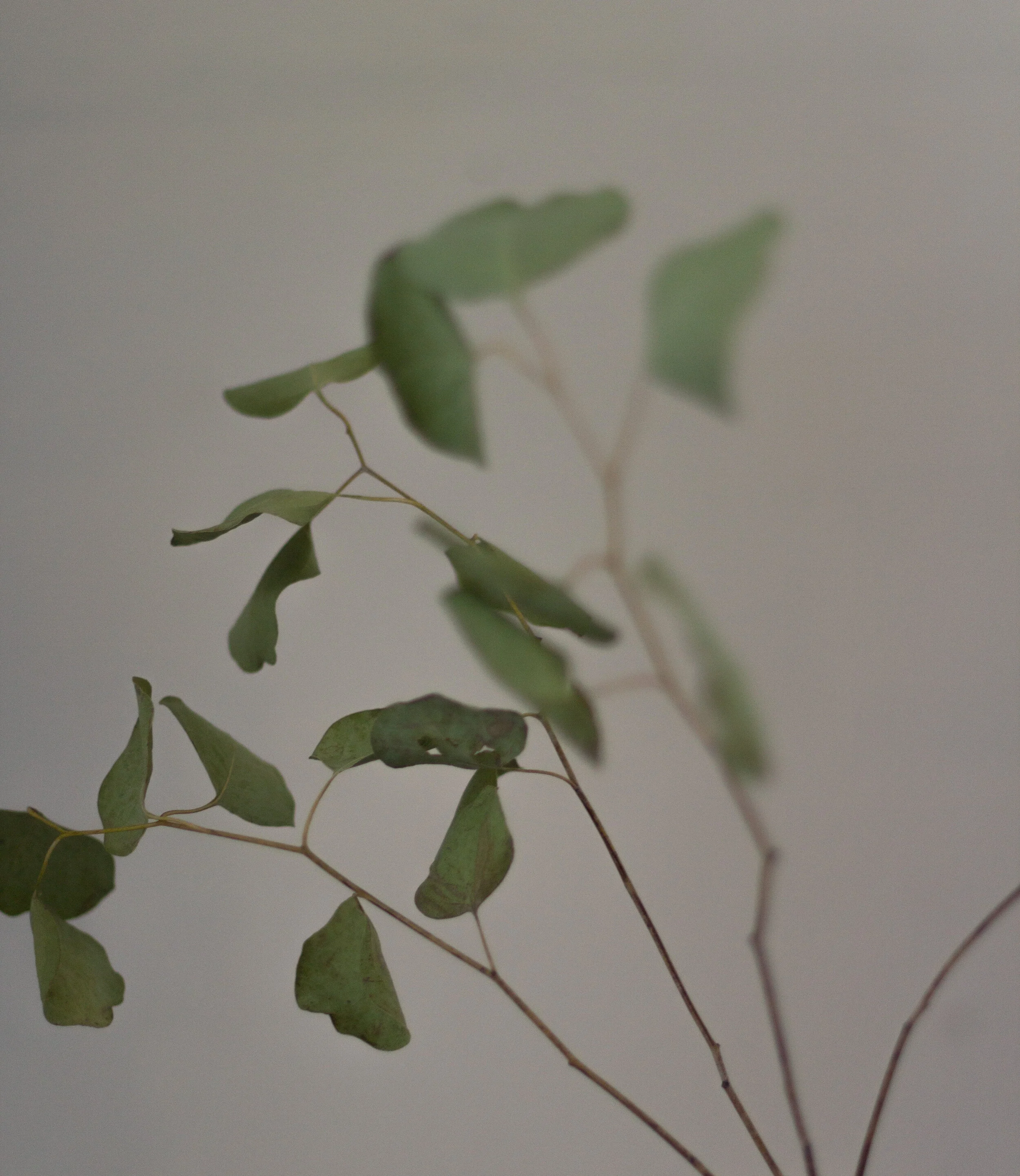 Biophilic Design: Part I