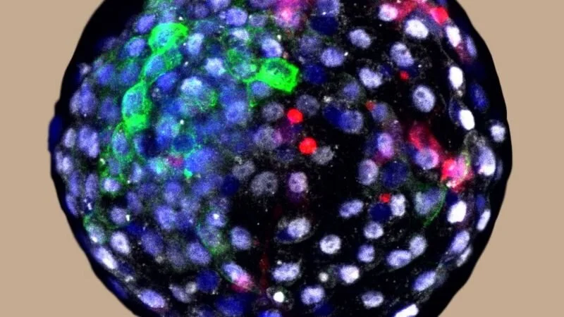 El polémico experimento con embriones que contienen células de mono y humanas.