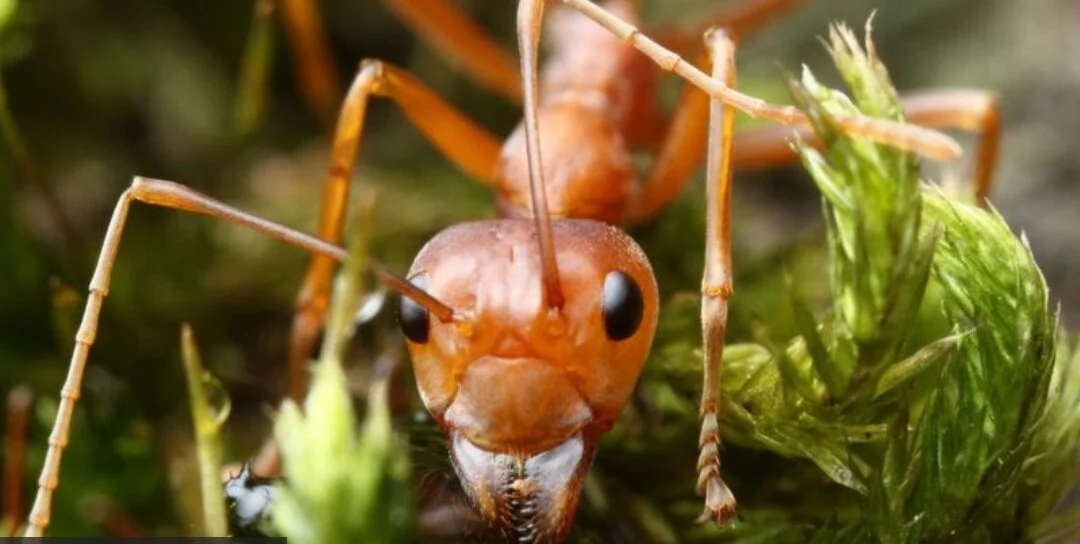 Cómo son las "hormigas esclavistas" que capturan a otras hormigas para que sean sus obreras