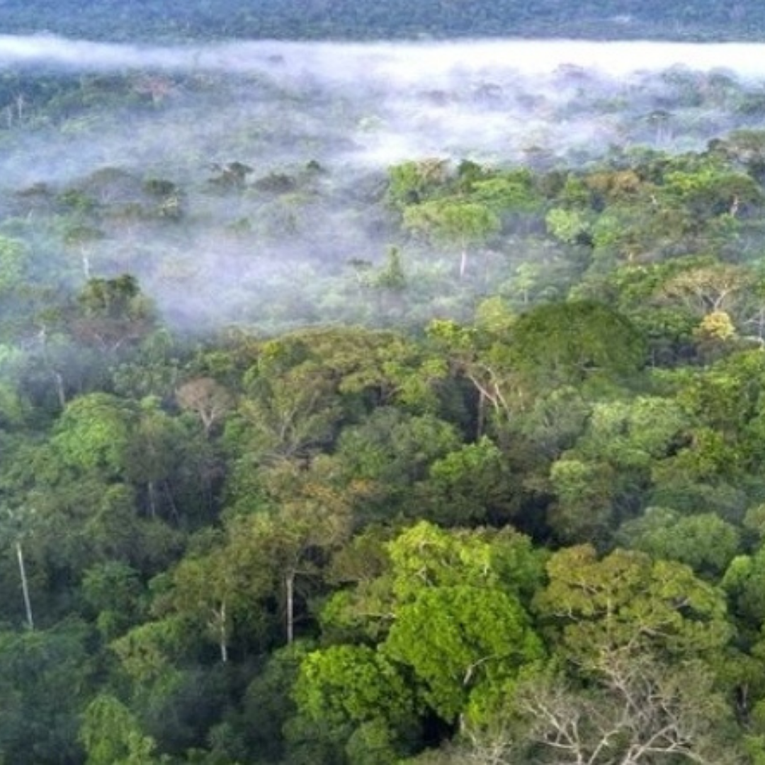 El plan de Facebook para combatir la venta ilegal de tierras en la Amazonía revelada por una investigación de la BBC