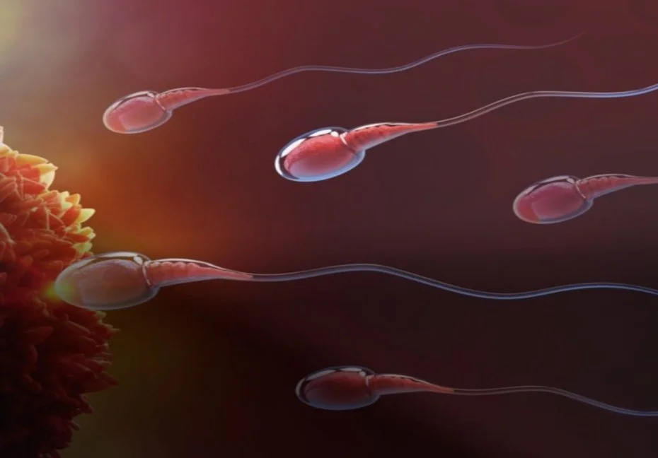 Científicos logran diseñar prototipos de espermatozoides a partir de células madre