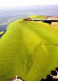Lago Maracaibo: cada día más verde y riesgoso