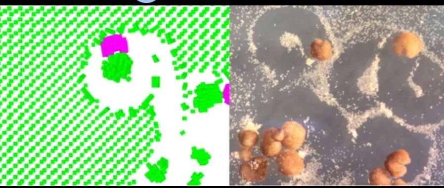 Crean robots 'vivientes' capaces de autorreplicarse