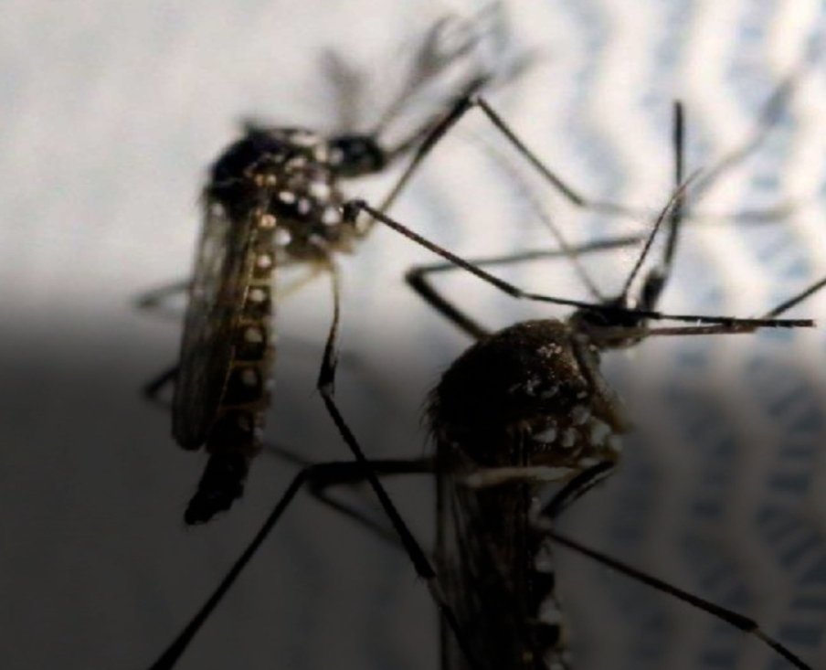 Estados Unidos libera 2400 millones de mosquitos modificados genéticamente para combatir enfermedades mortales