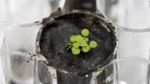 Científicos logran cultivar plantas en sustrato lunar por primera vez
