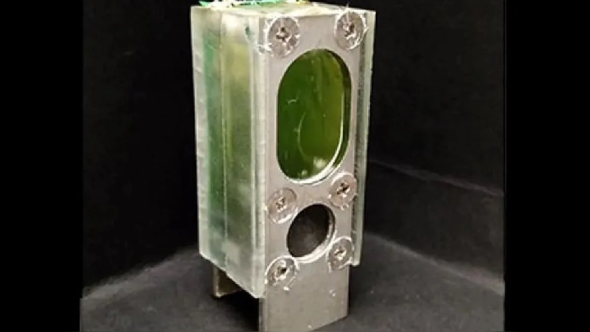 Científicos construyen un ordenador hecho de algas para que se alimente con la fotosíntesis