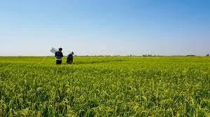 Cultivos editados genéticamente, la idea de la pionera de CRISPR para capturar C02