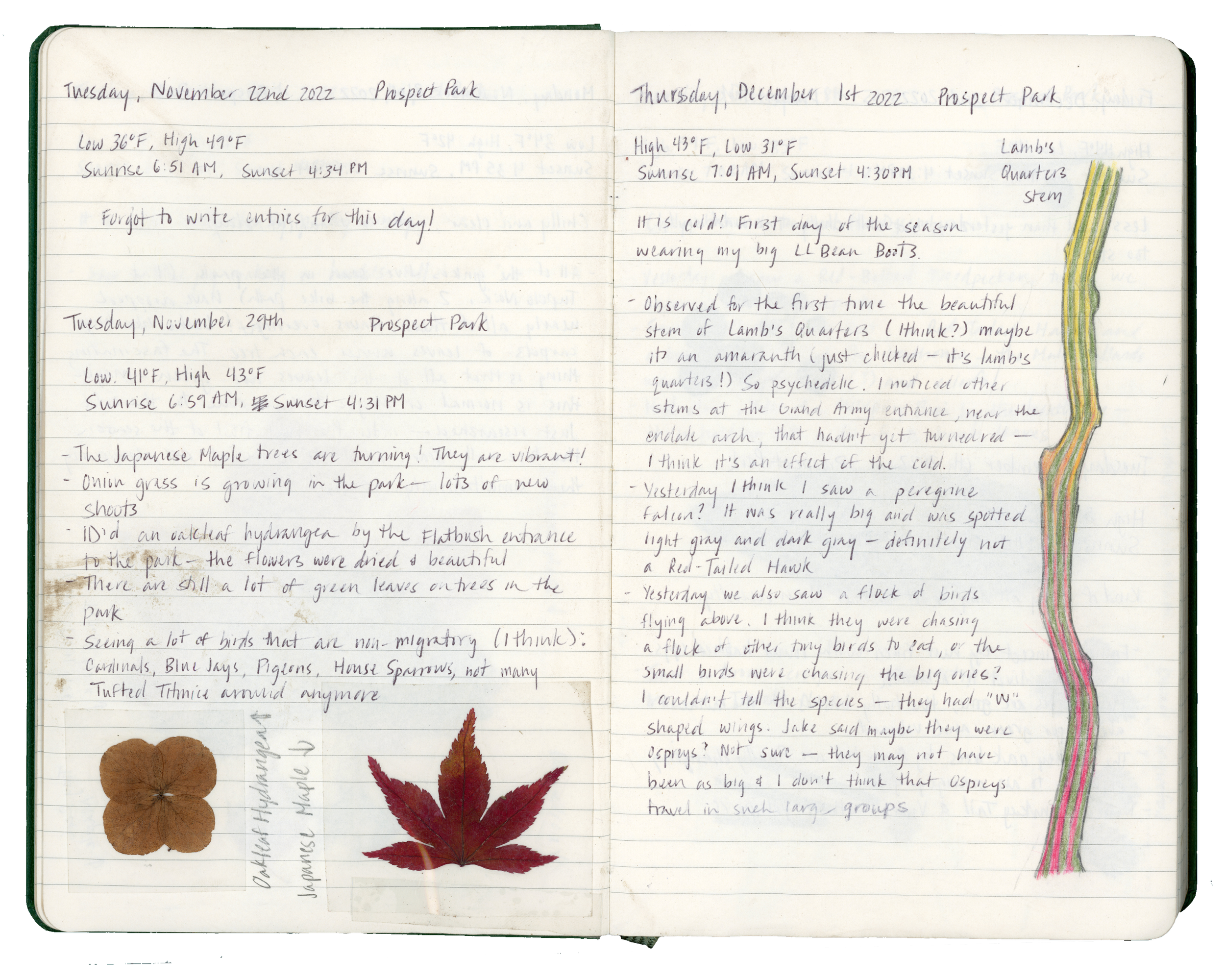 Phenology Journal