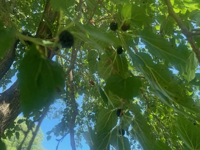 A good season for mulberries