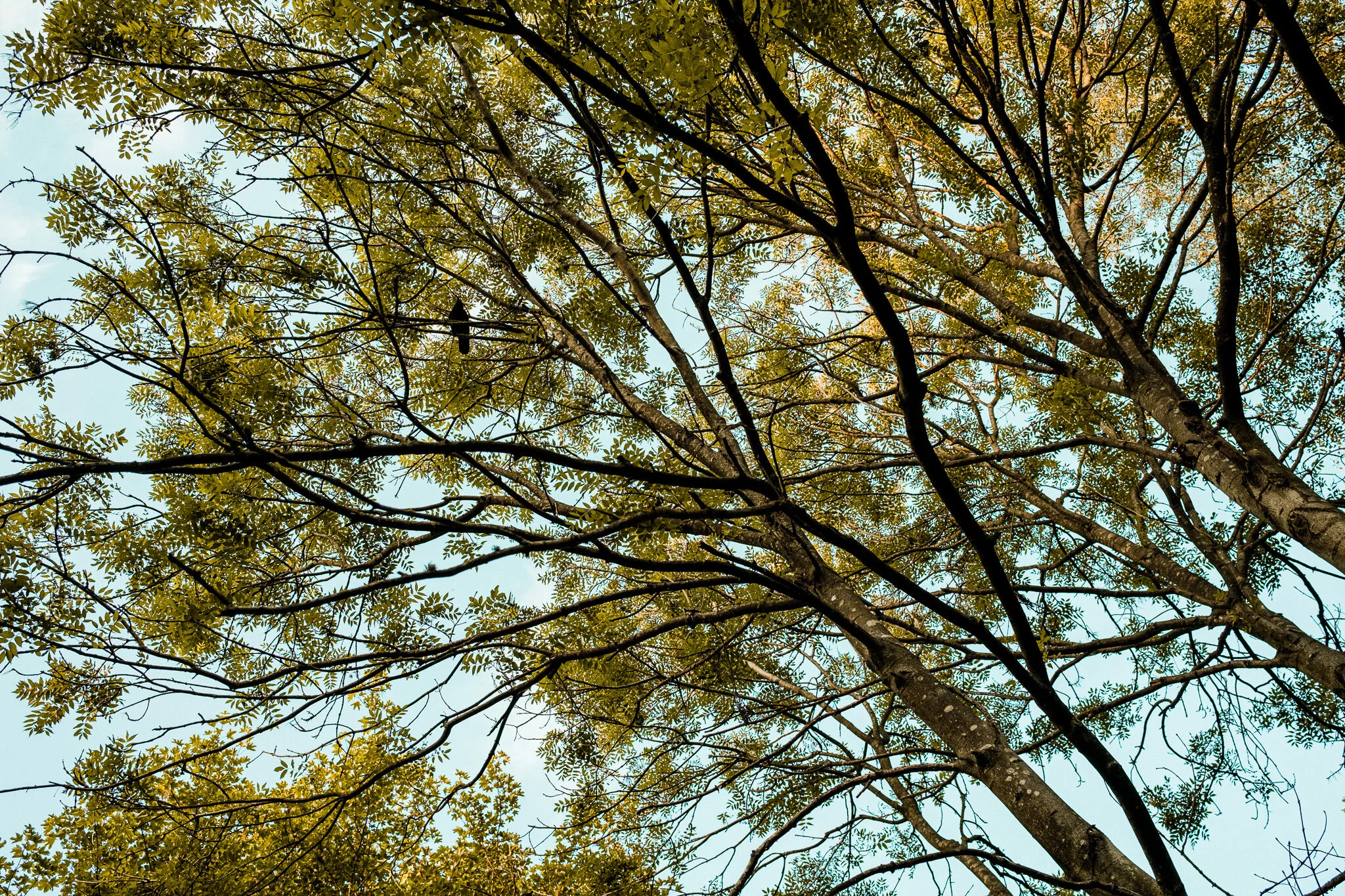 DSCF1199.jpg