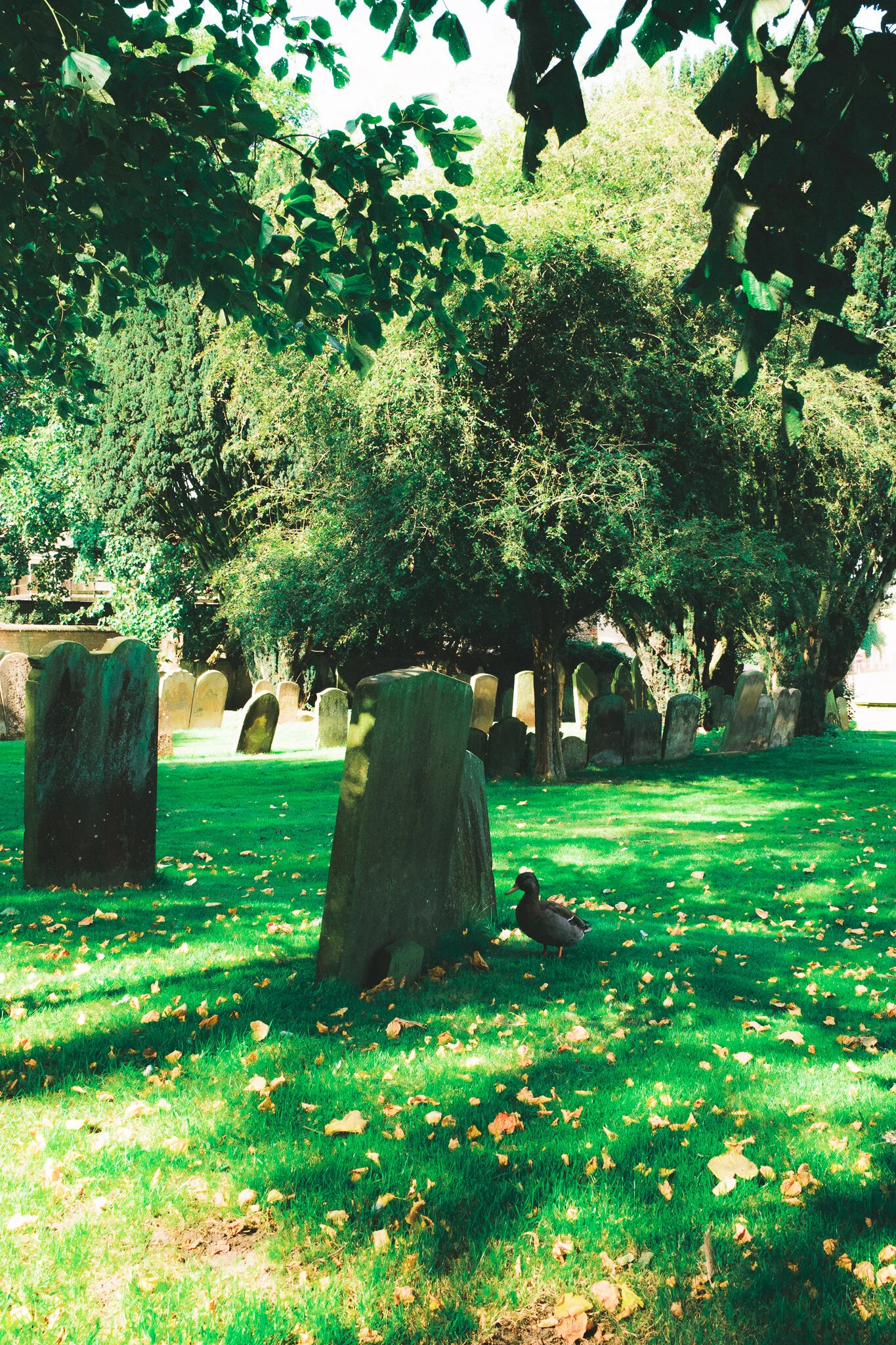 DSCF1136.jpg
