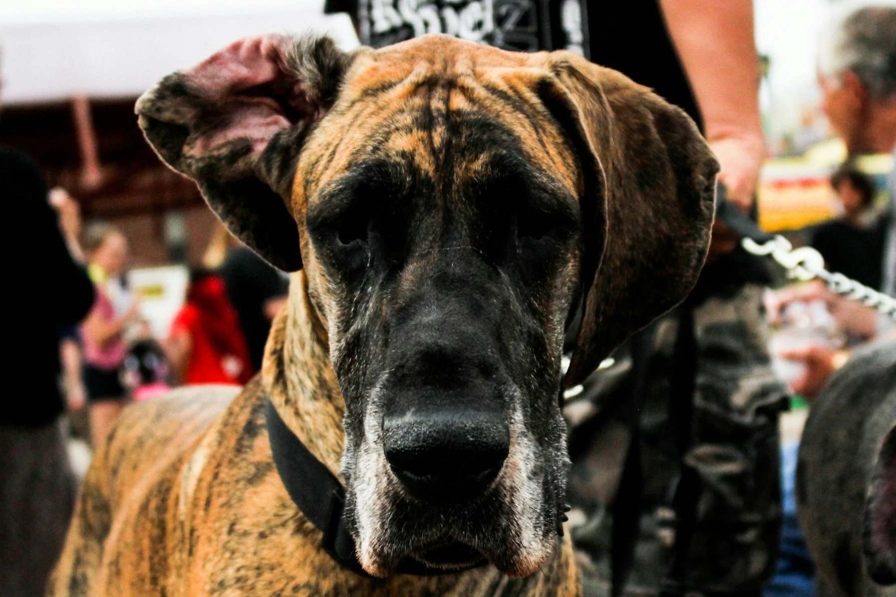 A senior great dane dog
