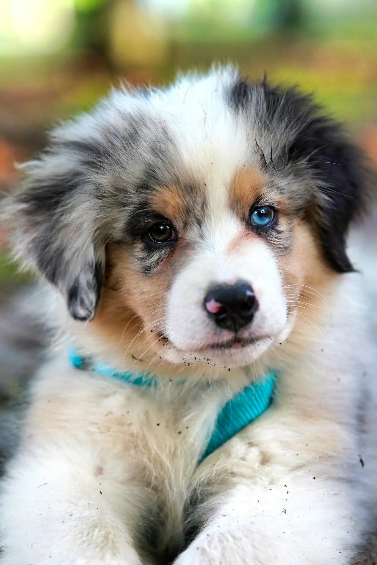 cute puppy with teal leash
