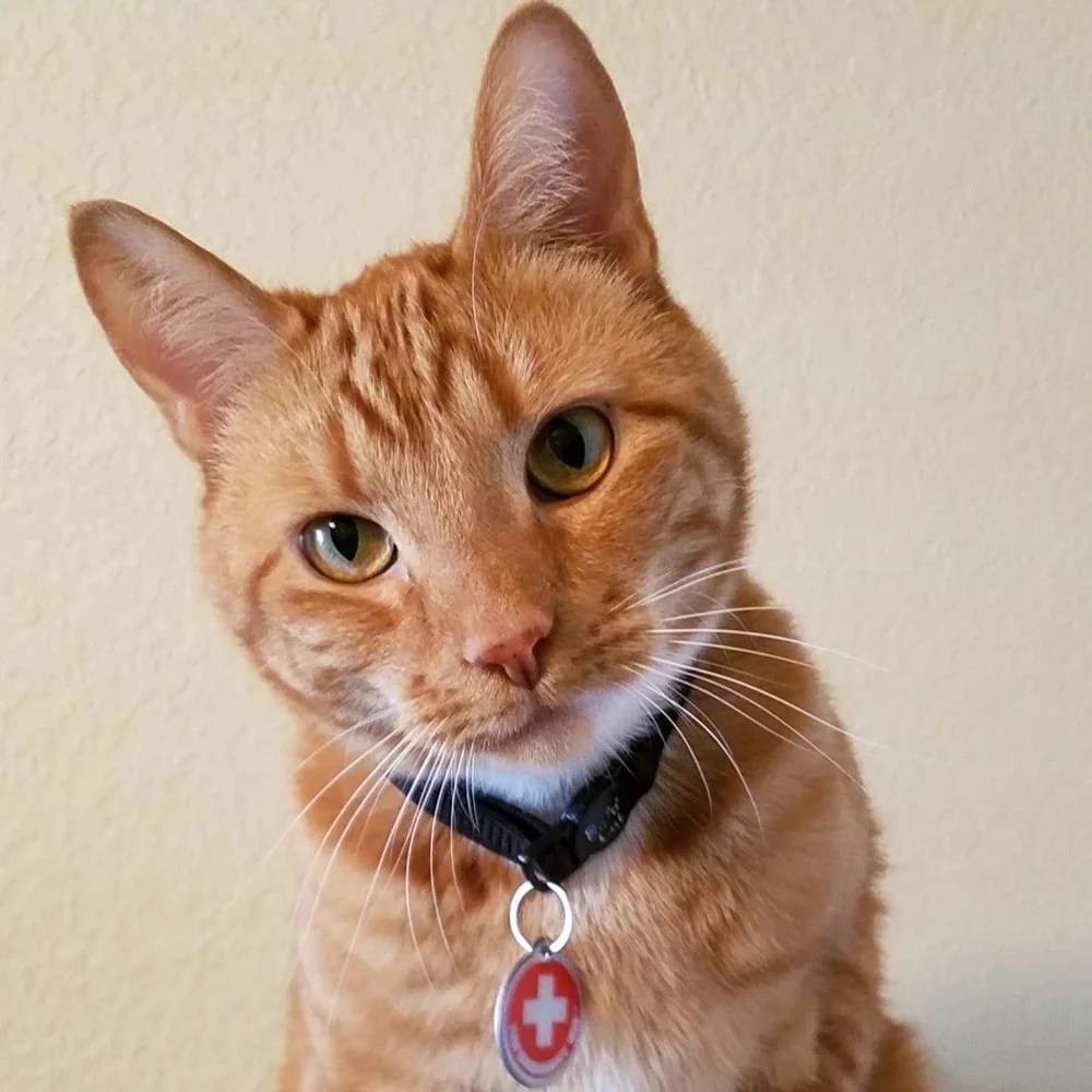 Pet Safety Cat Casey