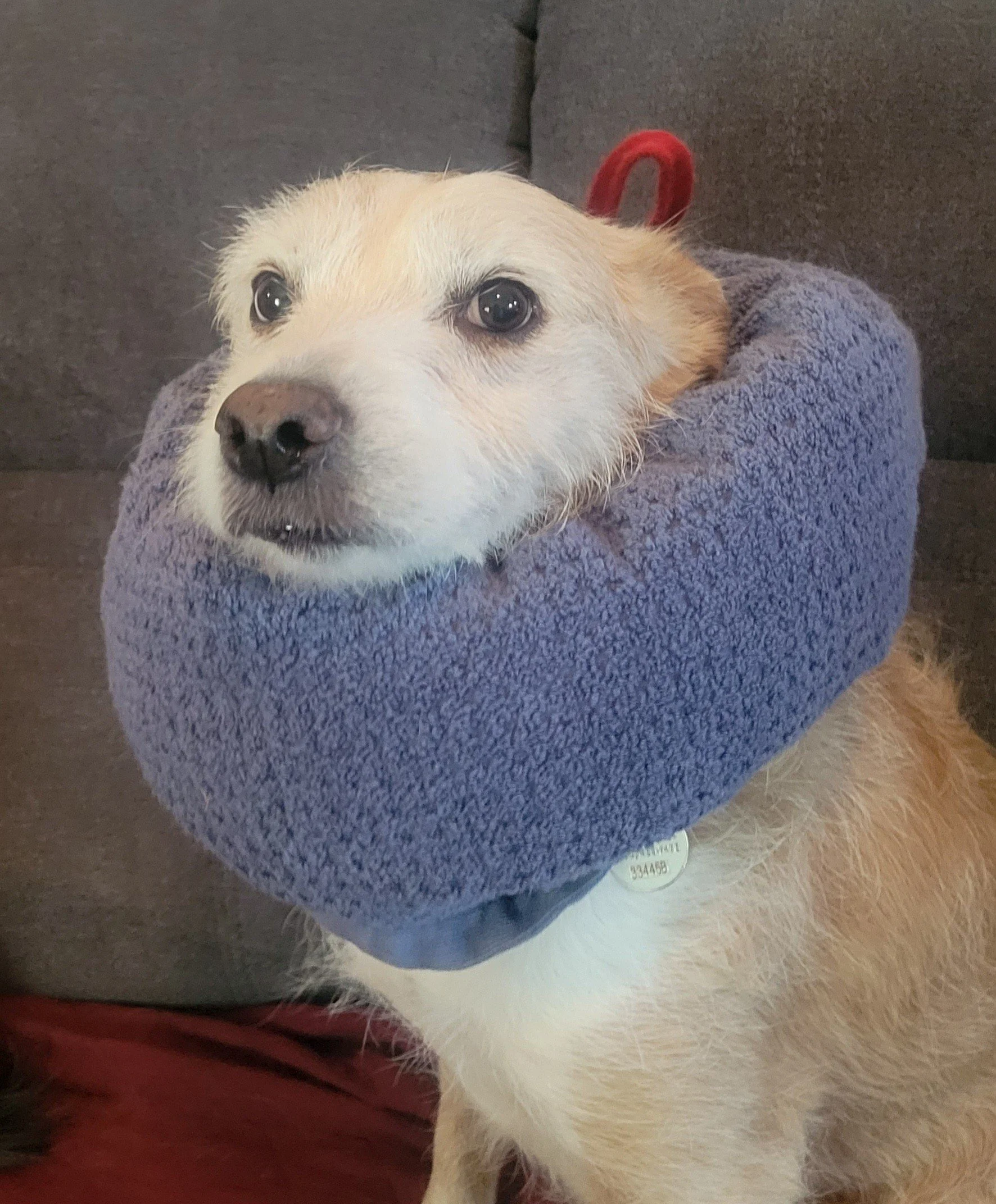 Use the Muttgyver Way to Quickly Restrain an Injured Dog