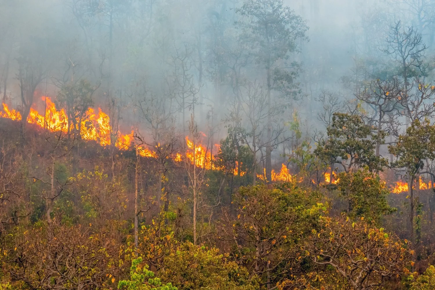 Protecting Your Pets from Wildfire Dangers