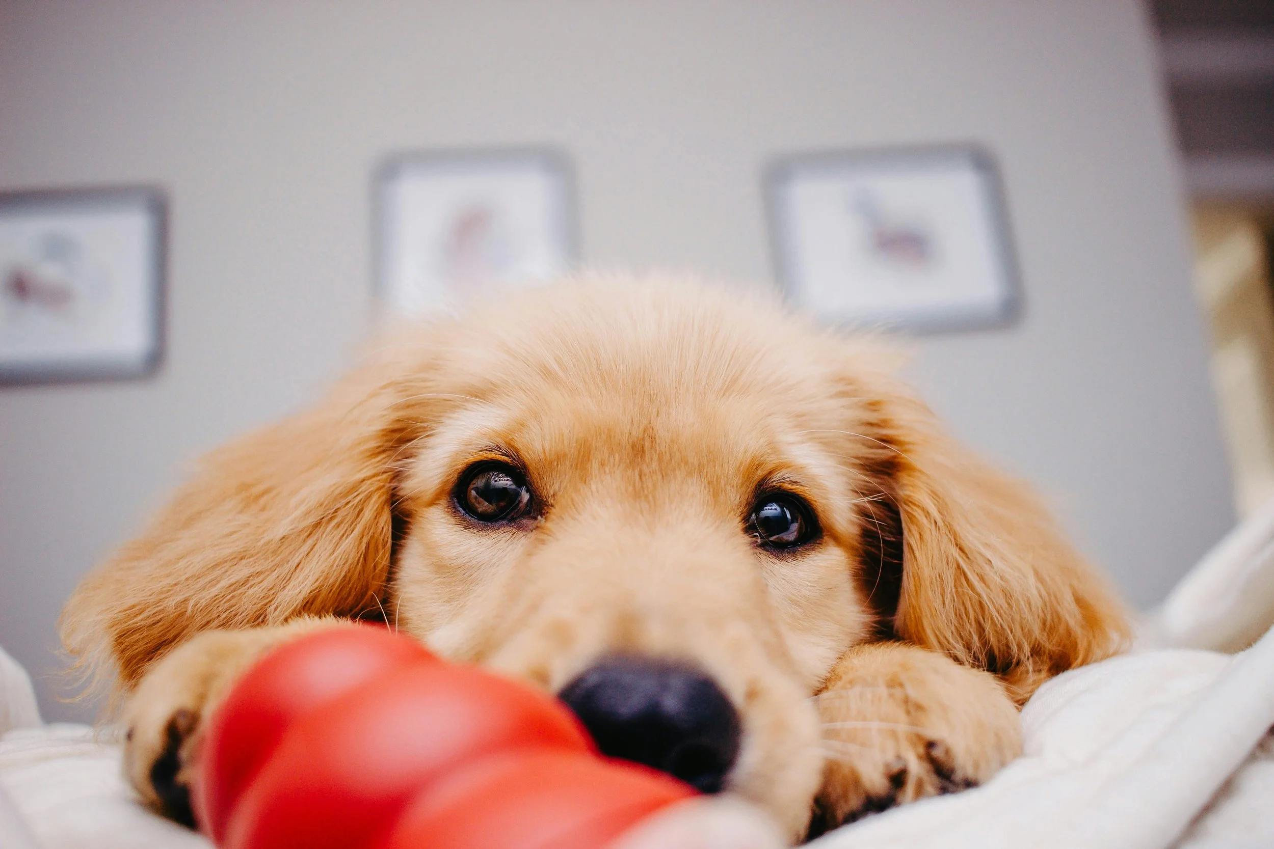 Got a Peanut Butter-Loving Dog? Read This!