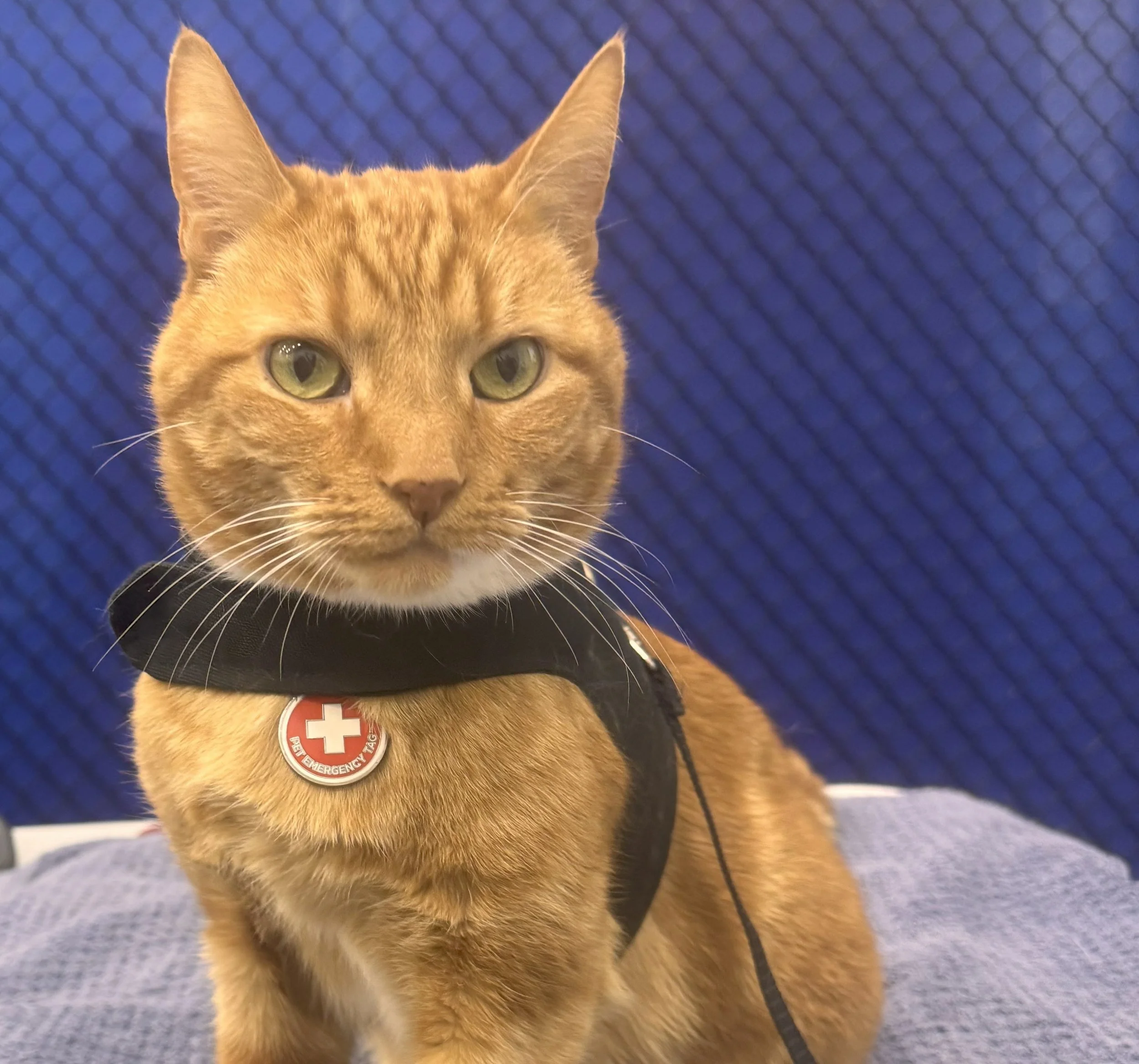Road Trip…With Your Cat!