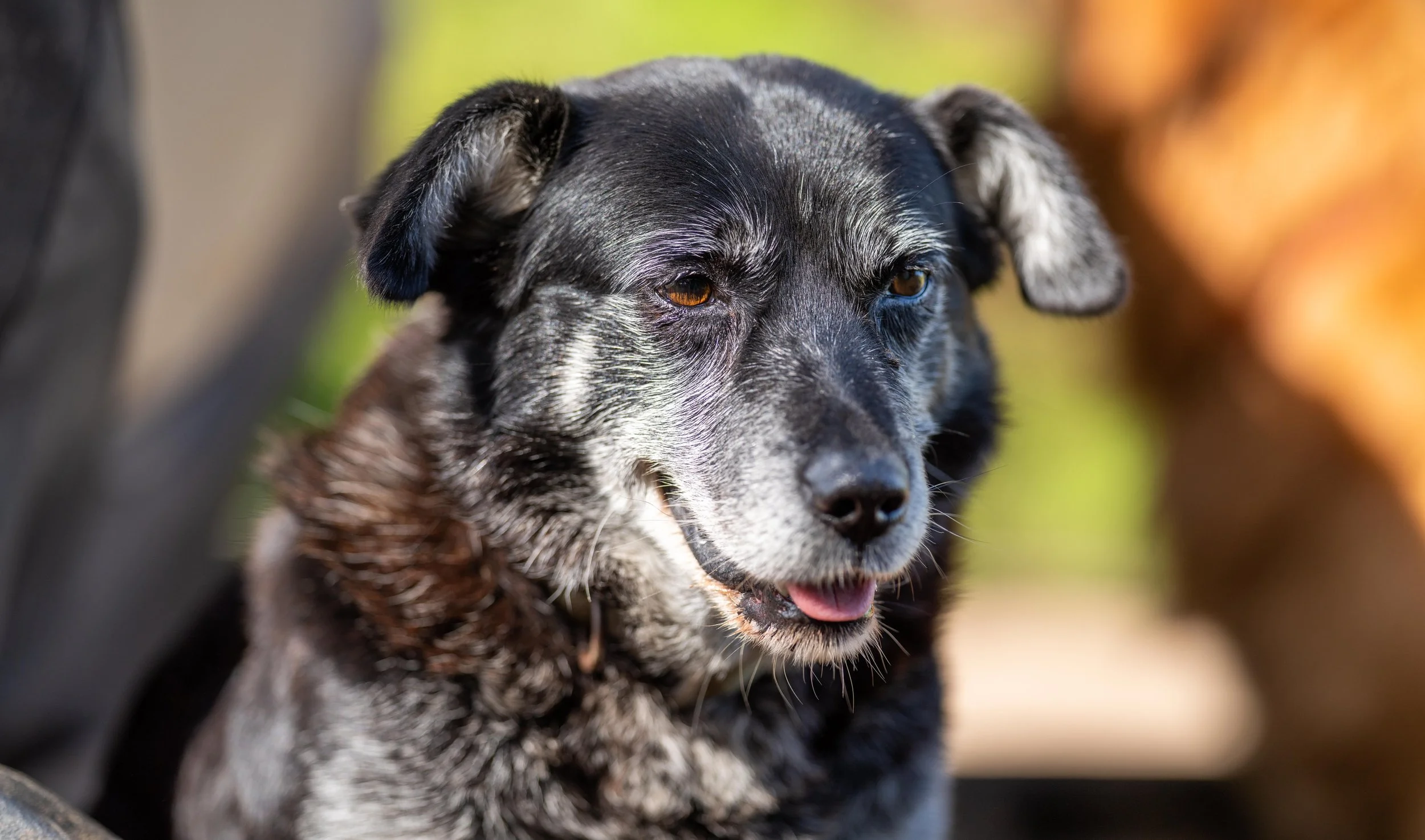 Is My Cat Senile? Does My Dog Have Dementia?