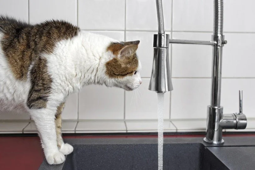 10 Hydration Tips for Cats and Dogs