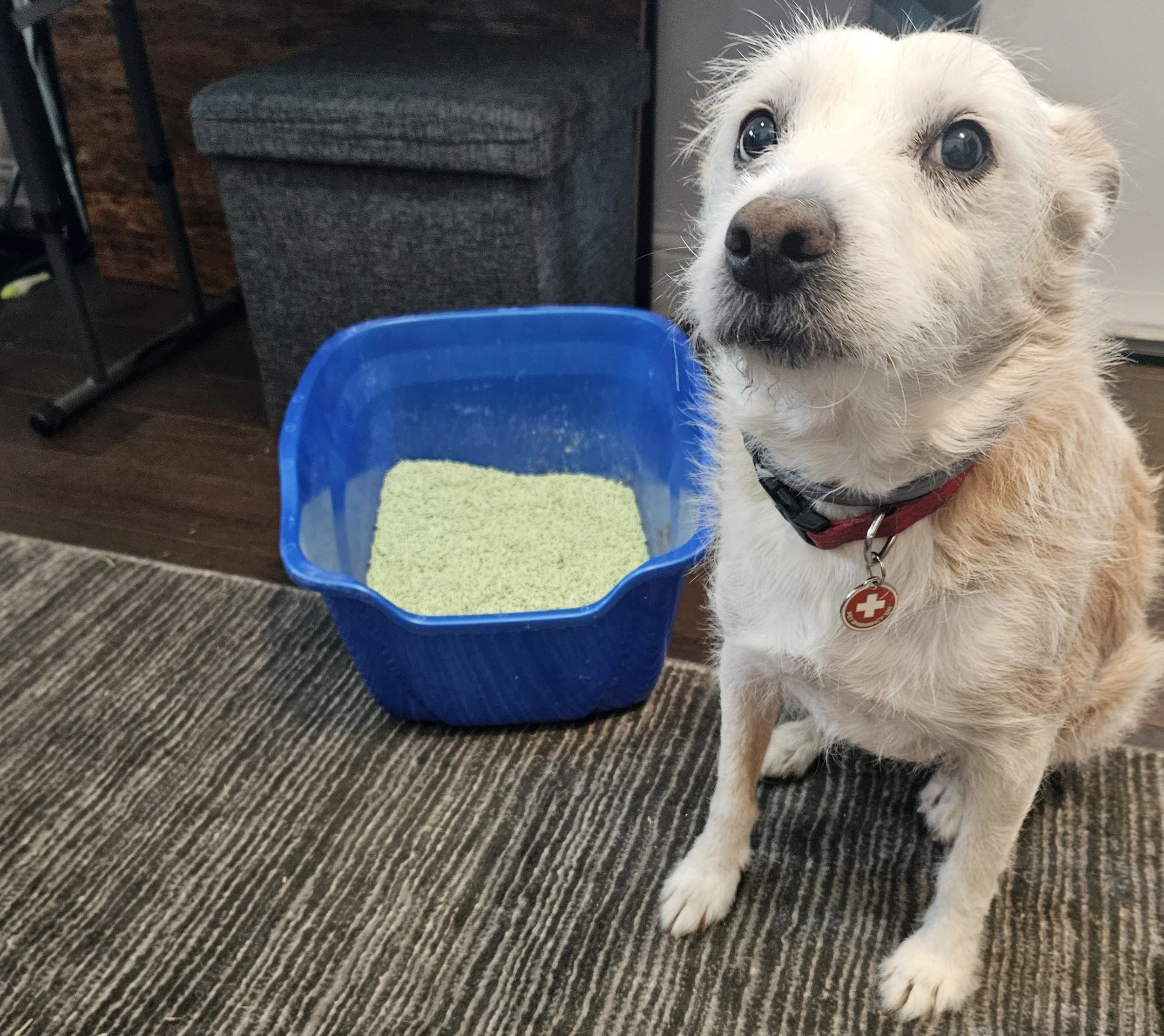 Stopping Your Dog from Raiding the Litter Box
