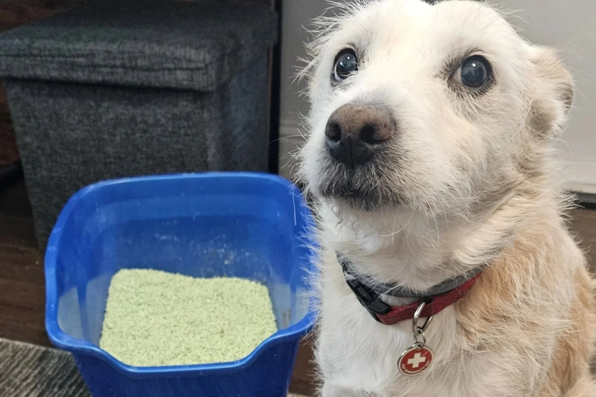 Stopping Your Dog from Raiding the Litter Box
