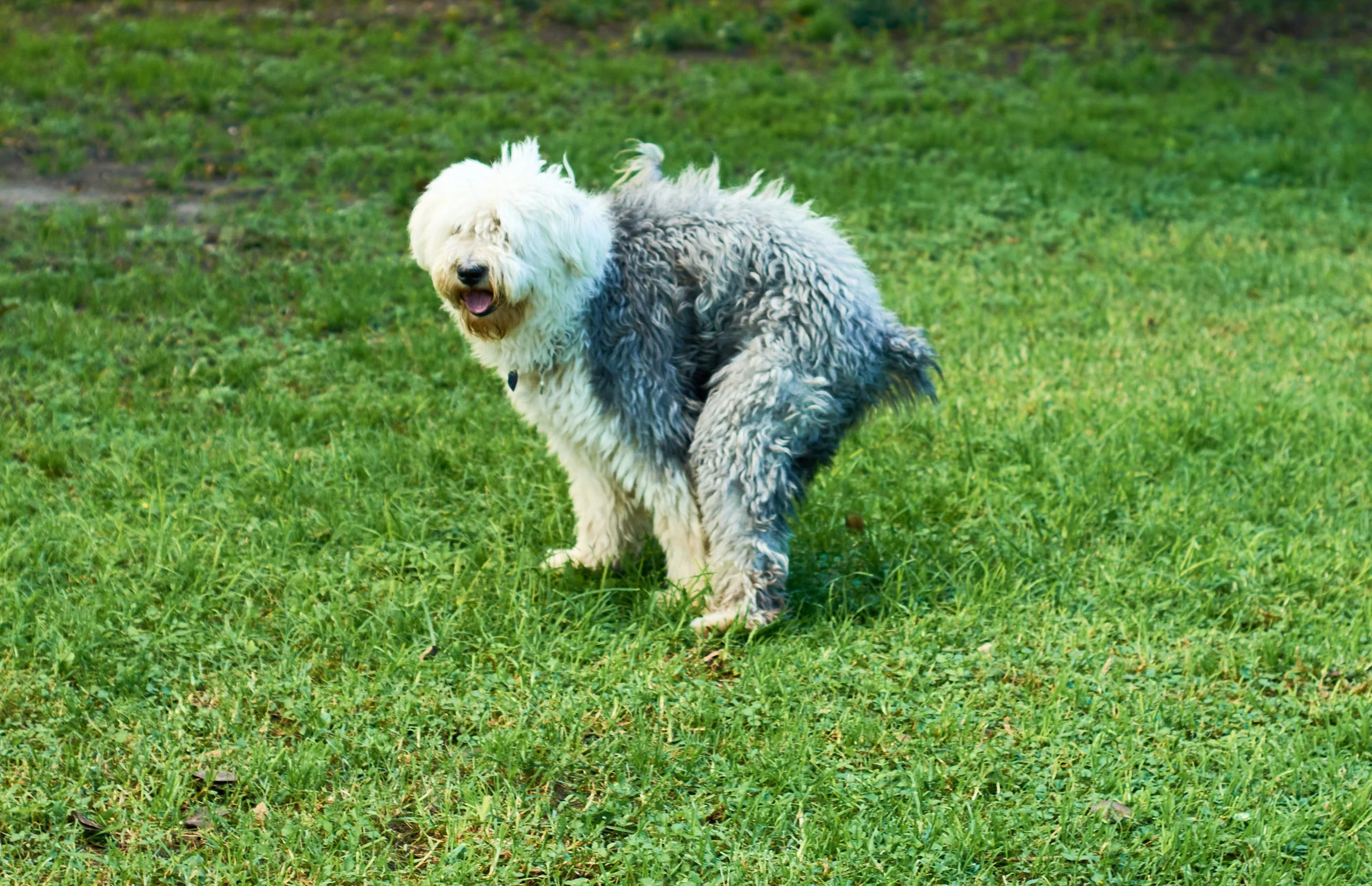 Become a Poopologist for Your Pet