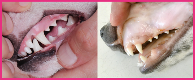 What the Color of Your Pet’s Gums Reveal