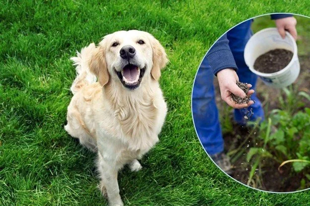 Wait! Is That Garden Mulch Dog-Safe?