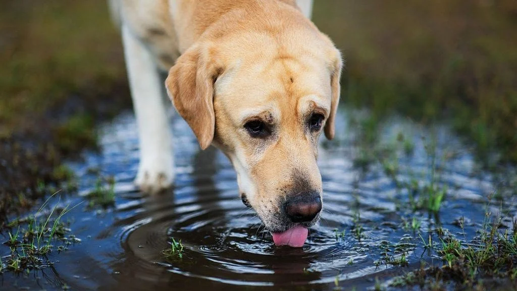 Steer Your Dog Clear of Those Puddles! 